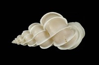 藏品(小海螄螺 )的圖片